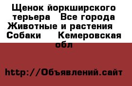 Щенок йоркширского терьера - Все города Животные и растения » Собаки   . Кемеровская обл.